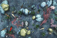 地面投影互动【踩鱼】